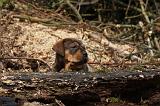 TOSA INU 433